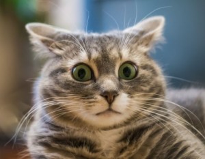 Create meme: the surprised cat, cat, the surprise of the cat