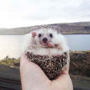 Create meme: hedgehogs animals, hedgehog cute
