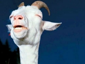 Создать мем: meme, коза блеет, trunks ist the goat