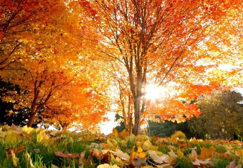 Create meme: autumn , Sunny autumn, beautiful autumn