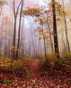 Create meme: the forest Kodry, photos of the autumn forest, autumn