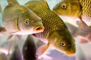 Create meme: common carp, scaly carp, cyprinid fishes