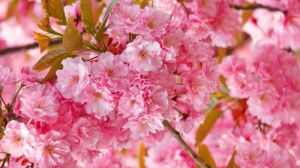 Create meme: spring has come, closet flowers, sakura