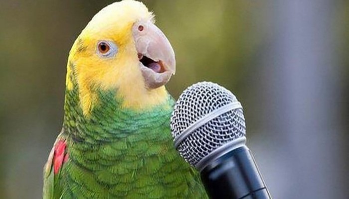 Create meme: a parrot with a microphone, parrot funny, talking parrot