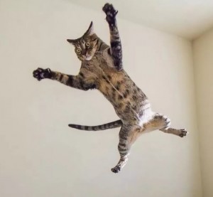 Create meme: flying cat, cat in flight, jumping cat