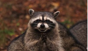 Create meme: racoon, raccoon, raccoon