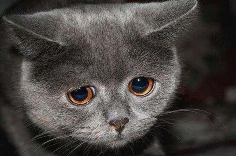 Create meme: upset cat, meme sad cat , sad grey cat