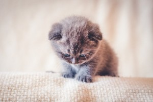 Create meme: cute kittens, very cute cats, lop-eared kitten