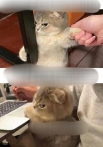 Create meme: cat at work, cats, cat