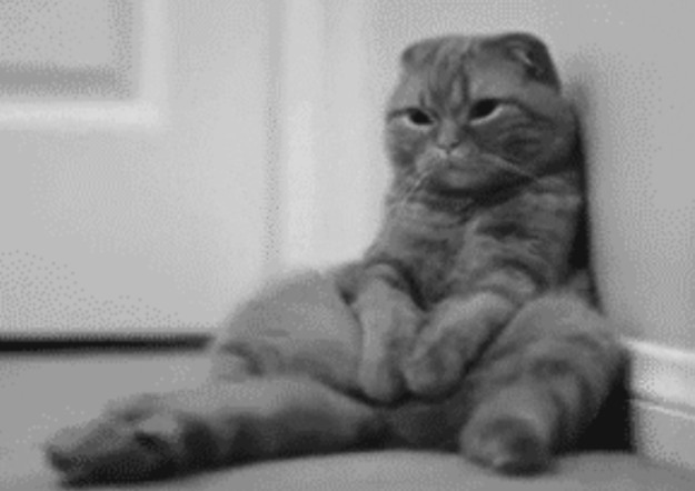 Создать мем: шотландский вислоухий кот сидит, животные милые, шотландская вислоухая кошка
