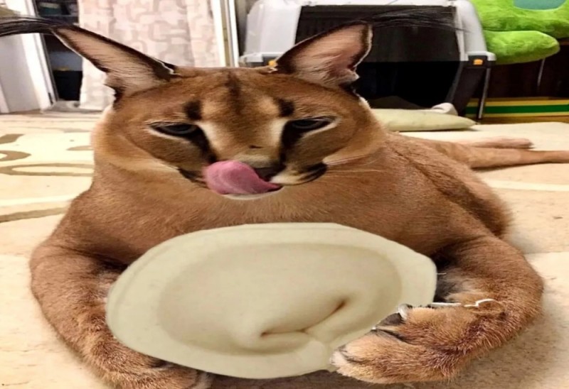 Create meme: caracal slap, caracal slap dumplings, big spanking cat