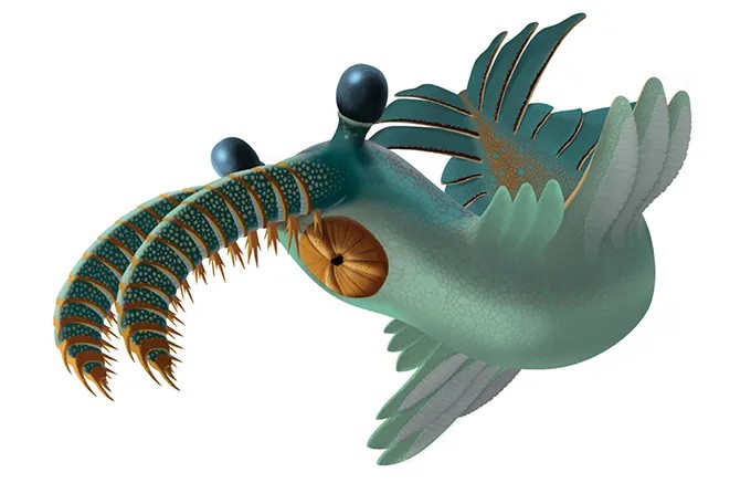 Create meme: anomalocaris, Cambrian period anomalocaris, The Cambrian period