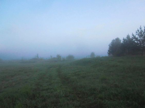 Create meme: morning fog , fog in the forest, morning summer