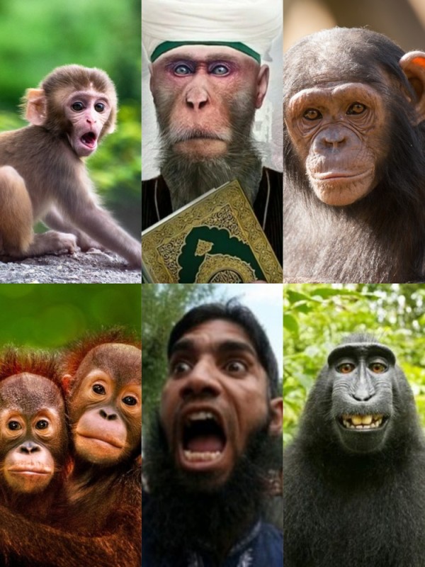 Создать мем: обезьянка, прикол, звуки шимпанзе