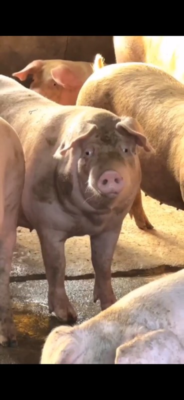 Create meme: pig duroc, Estonian bacon breed pigs, Landrace breed of pigs