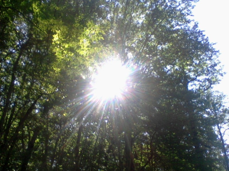 Create meme: the sun between the trees, rays of the sun, The sun through the trees