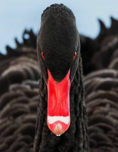 Create meme: eyes black Swan, Swan black beak eyes, Black Swan