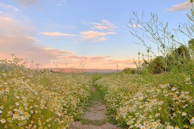 Create meme: summer in the steppe, meadow landscape, chamomile field in the village