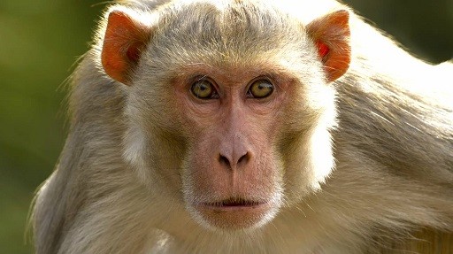 Create meme: maimoon monkey, monkey , monkey face