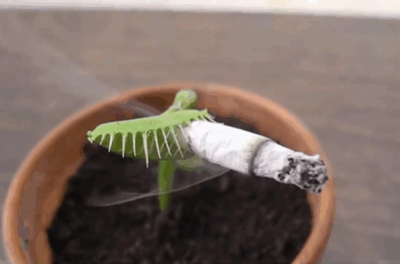 Создать мем: курящая венерина мухоловка, мухоловка растение, растение венерина мухоловка