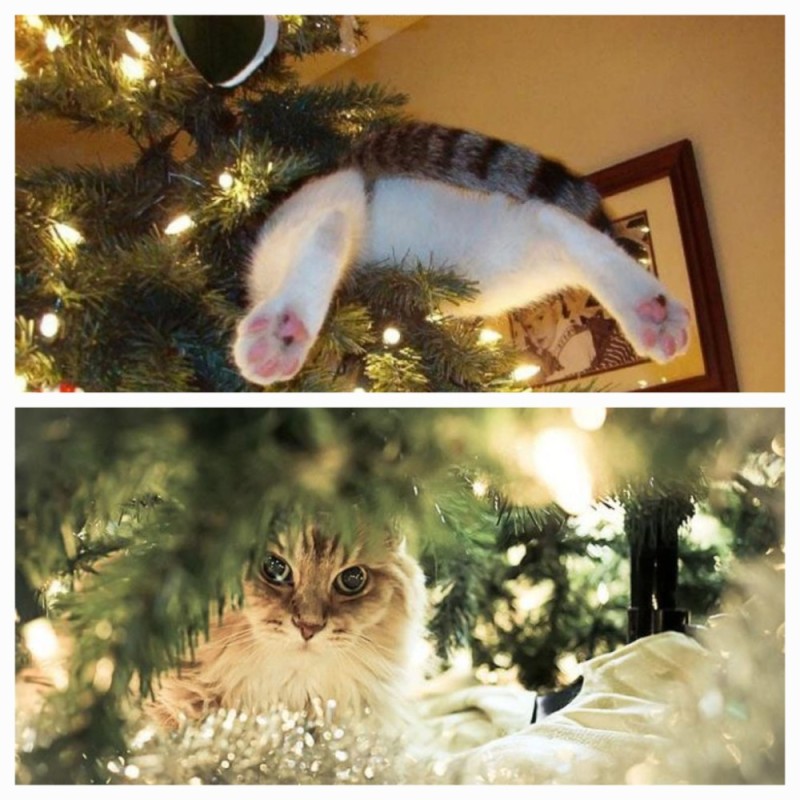Создать мем: кошка и елка, смешные новогодние котики, коты и елки