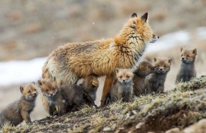 Создать мем: детеныш лисы, лиса лисенок, лиса на чукотке