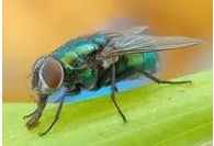 Создать мем: красивая муха, сколько живут мухи, к чему снятся мухи