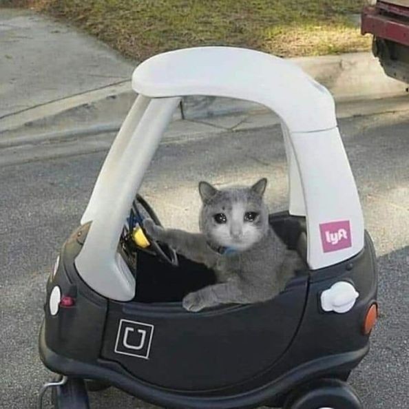 Create meme: 🐈 cat, cats in the car, The cat is in the car