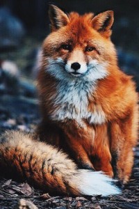 Create meme: Fox red, picture sad Fox, beautiful Fox