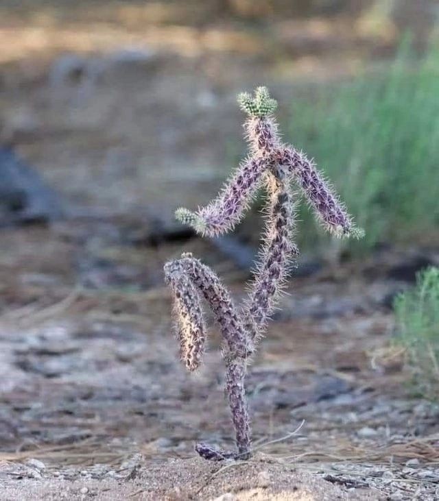 Создать мем: cylindropuntia imbricata, cylindropuntia, кактус панк цилиндропунция