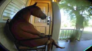 Create meme: horse in the apartment, horse horse, horses are funny