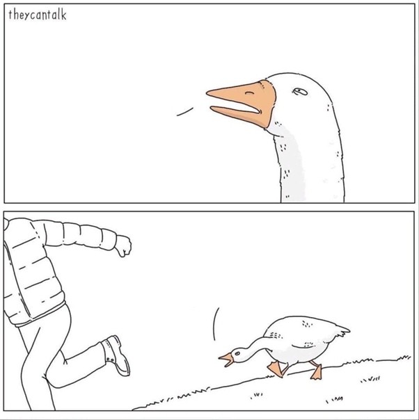 Create meme: jokes comics, memes goose down jacket, meme about goose and down jacket