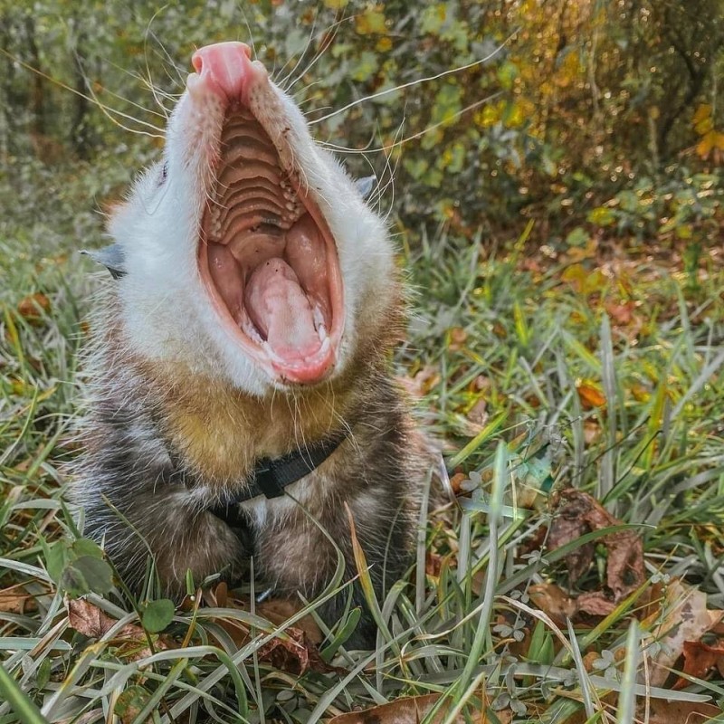 Create meme: possum , the screaming possum, screaming possum