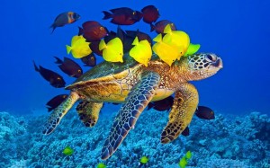 Создать мем: подводный мир, красивый подводный мир, подводный мир черепахи
