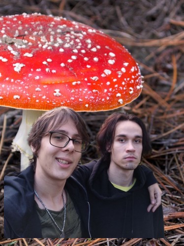 Create meme: Amanita muscaria, red mushrooms, big fly agaric