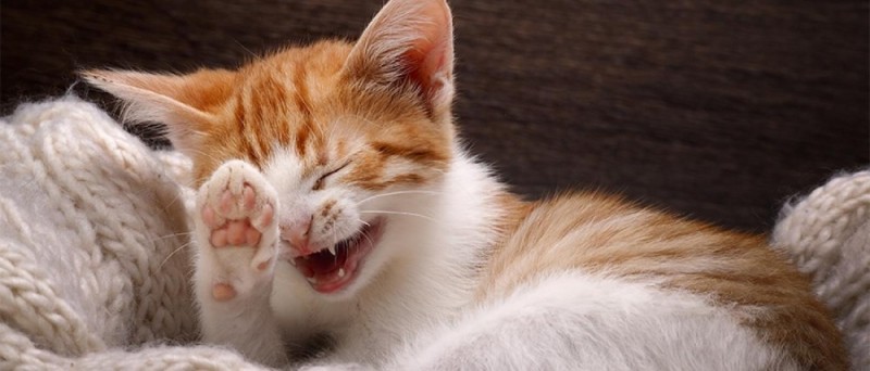 Create meme: the cat laughs, laughing cat, the ginger cat yawns