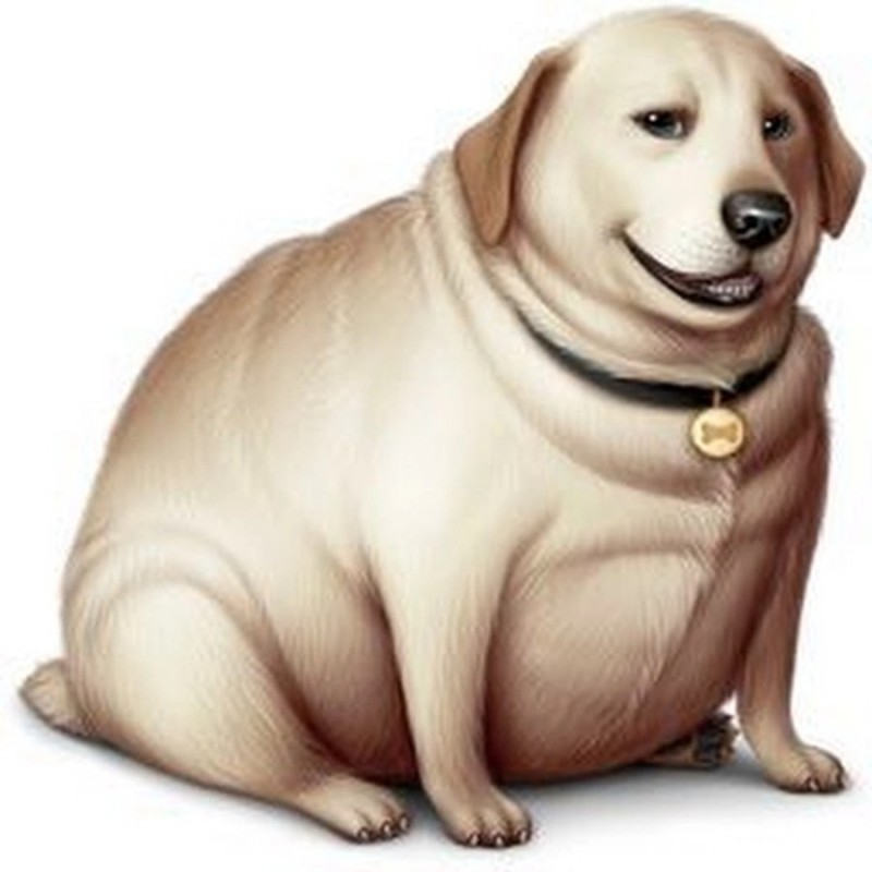 Create meme: fat dog, A fat Labrador, fat dog 