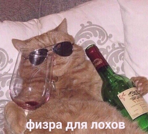 Создать мем: кот с бутылкой мем, кот с бутылкой, кошка с вином