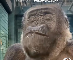 Create meme: gorilla male, gorilla