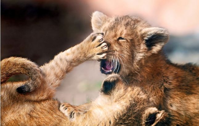 Create meme: the lion cub Philip, lion's claws, fluffy lion cub