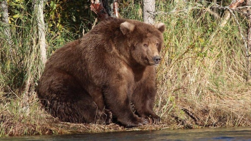 Create meme: brown bear , grizzly bear , big bear