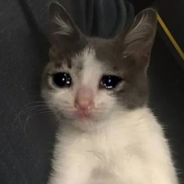 Create meme: the cat is crying , crying cat, meme crying cat