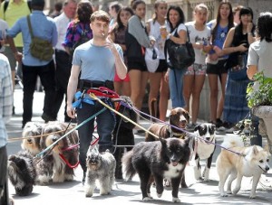 Create meme: dog walking, Daniel Radcliffe walks with dogs, Daniel Radcliffe walks dogs