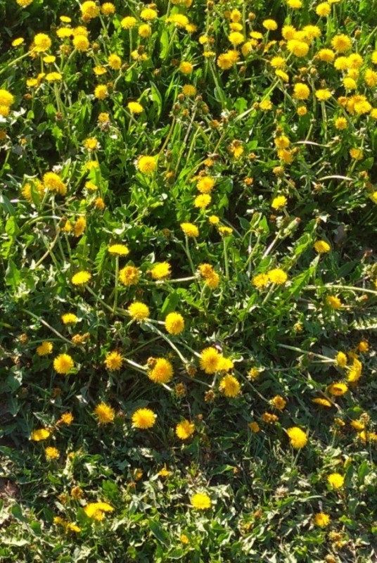 Create meme: grass with dandelions top view, plant , flowers 