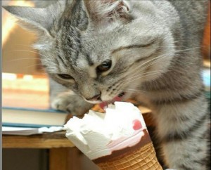 Create meme: a cat lapping milk, pictures cat with sausage, cat and ice cream