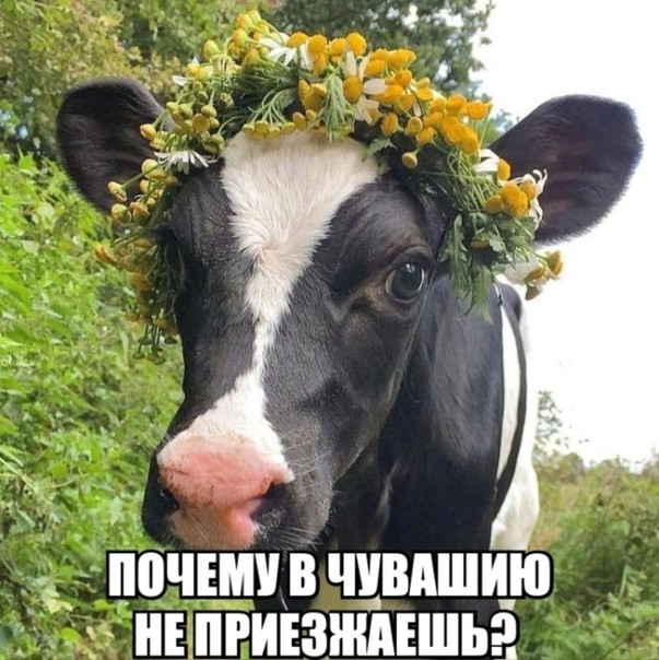 Create meme: beautiful cow, cows', animals cow