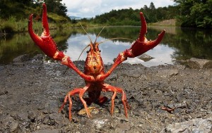 Create meme: funny cancer river, cancers, Florida swamp crayfish