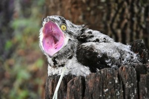 Create meme: Nightjar, giant Nightjar bird, bird Nighthawk