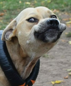 Создать мем: американский стаффордширский терьер оскал, собака смешная, приколы с надписями