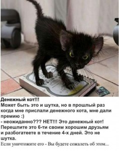 Создать мем: котики, коты, кот юмор